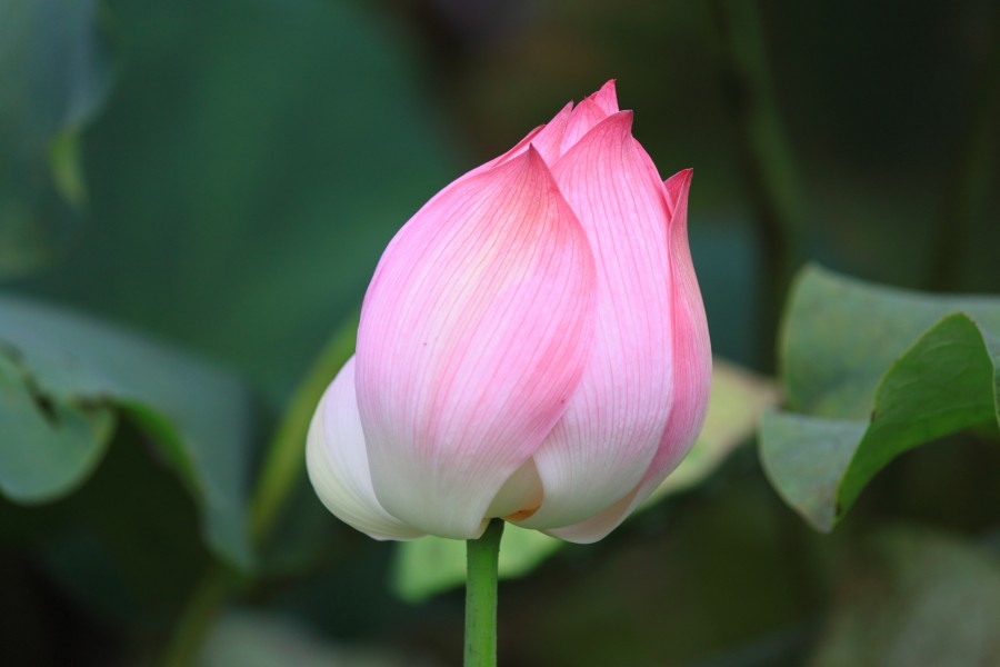 Nelumbo nucifera in Wuyishan Wufu 2012.08.24 13-27-34