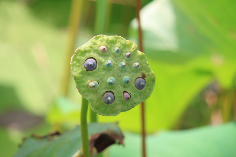 Nelumbo nucifera in Wuyishan Wufu 2012.08.24 13-38-10