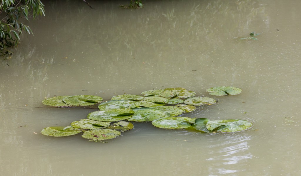 Nenúfar blanco europeo (Nymphaea alba), Delta del Danubio, Rumanía, 2016-05-28, DD 35