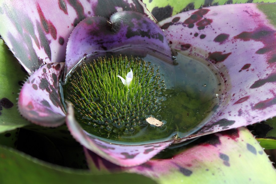 Neoregelia concentrica Plutonis anagoria