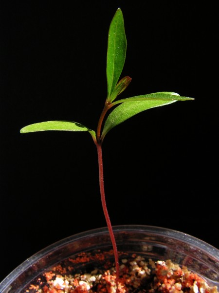 Nerium oleander20130423 14