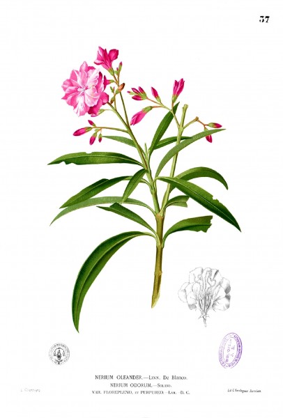 Nerium oleander Blanco1.37