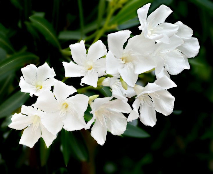 Nerium oleander white