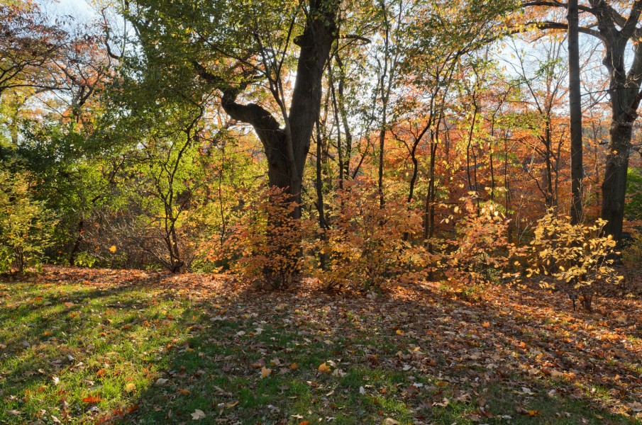 New York Botanical Garden November 2015 003