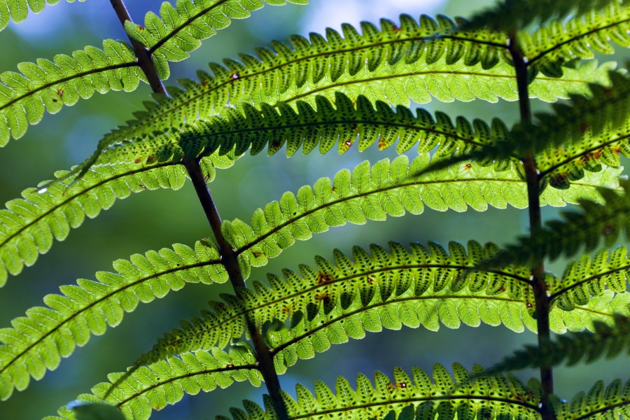New Zealand - Ferns - 8573
