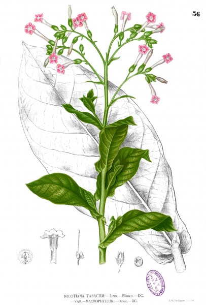 Nicotiana tabacum Blanco1.36