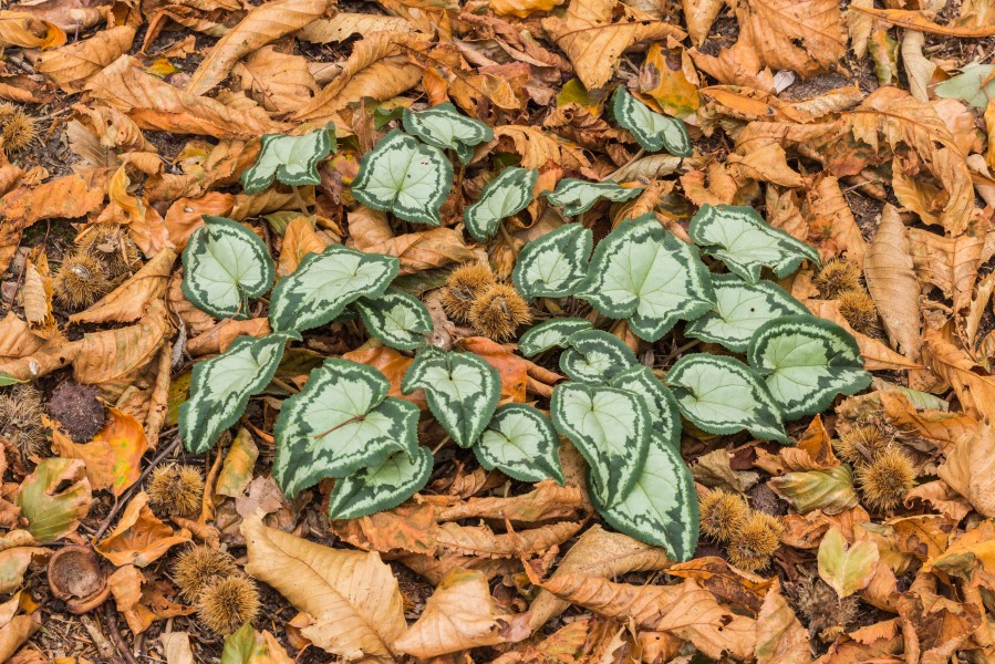 Nieuw blad van Cyclamen hederifolium tussen herfstbladeren en de omhulsels van beukennoten. (d.j.b.)