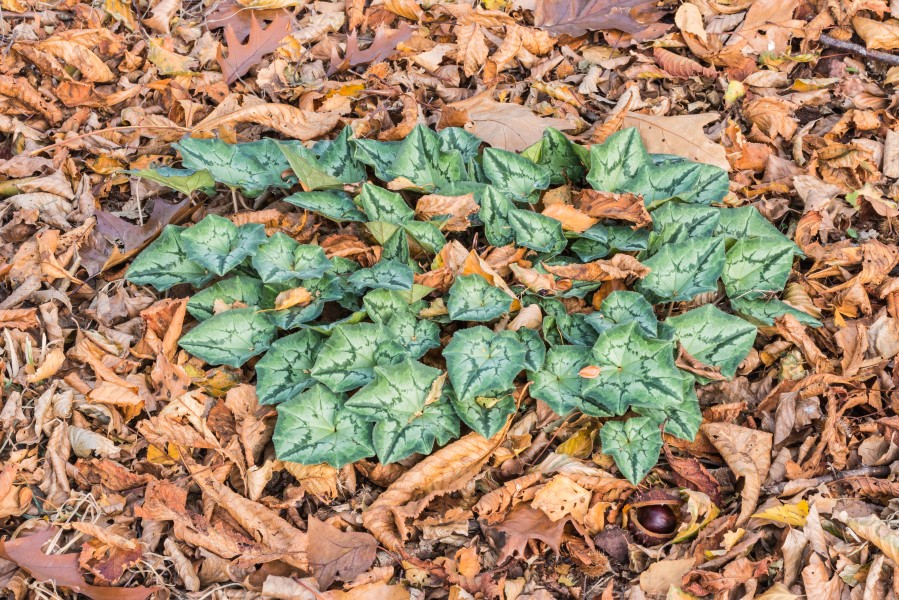 Nieuw blad van Cyclamen hederifolium tussen herfstbladeren van bomen. (d.j.b.) 02