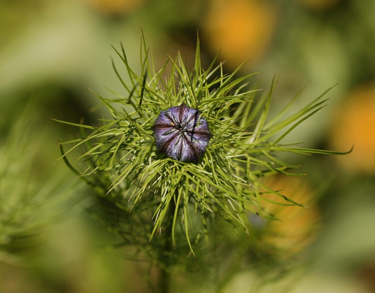 Nigella damascena (1992-1701-D) Closeup