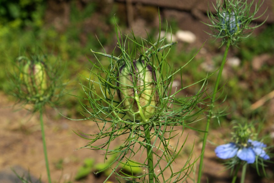 Nigella damascena BW 2014-06-08 16-40-39