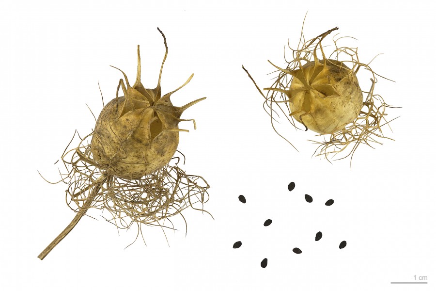 Nigella damascena MHNT.BOT.2007.40.38
