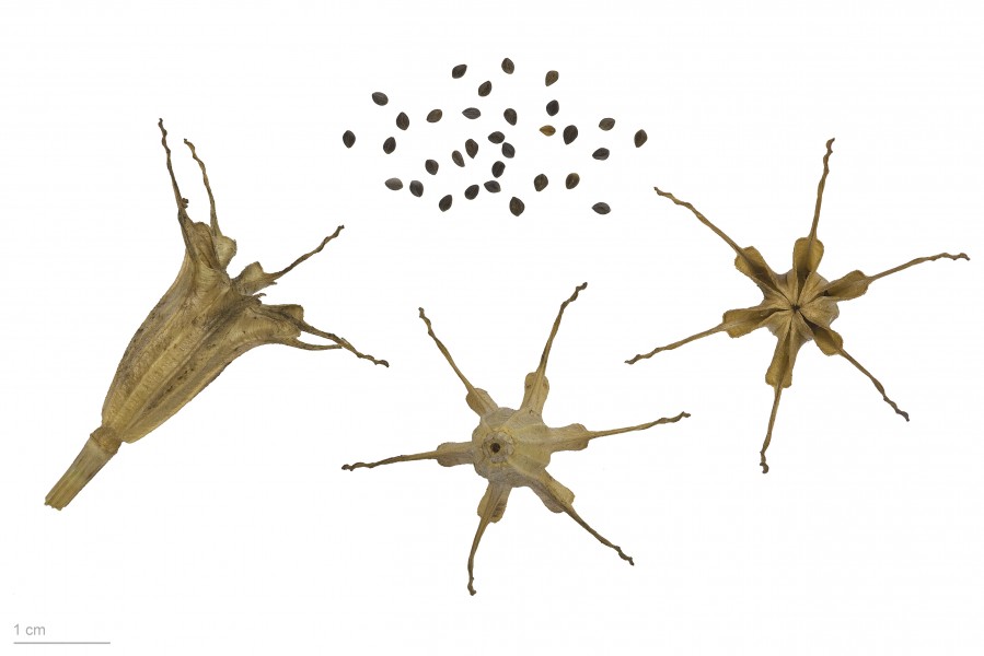 Nigella gallica MHNT.BOT.2009.17.11