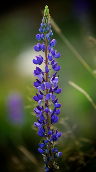 Norwegian lupine