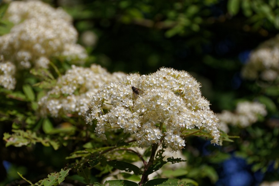 Nsg barker heide blüte vogelbeere 2
