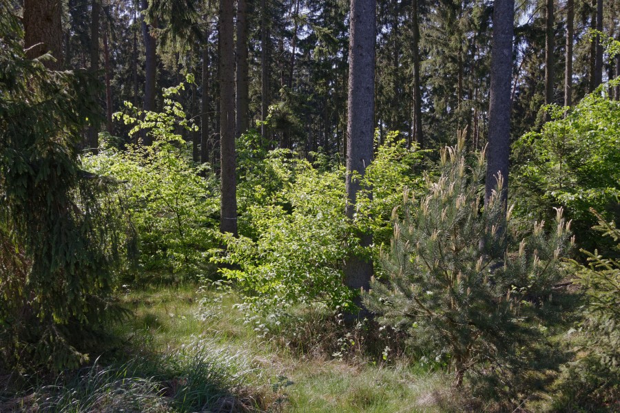 Nsg barker heide nördlicher wald 2