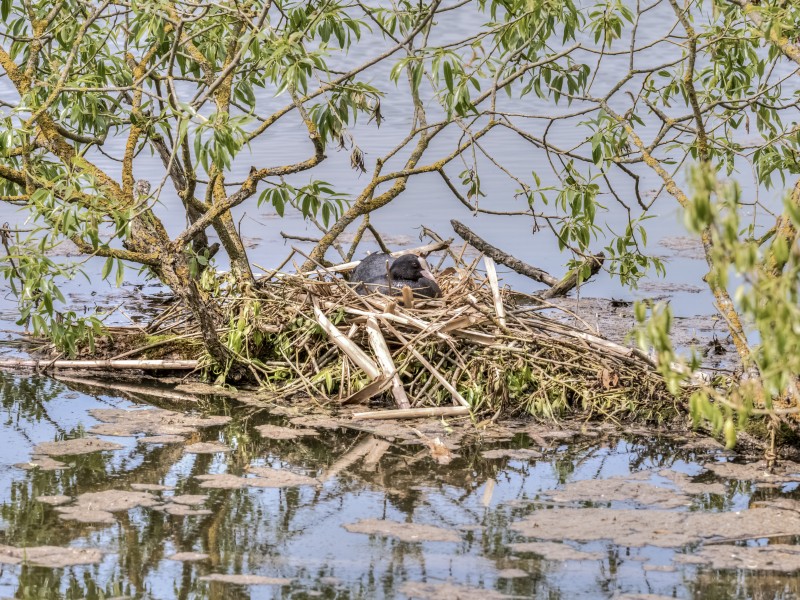 NSG Röthelbach Blesshuhn auf Nest 17RM0752
