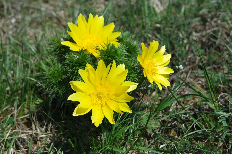 NSG RuHombg Ammerfeld April 2016 9