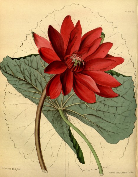 Nymphaea lotus Paxton 50