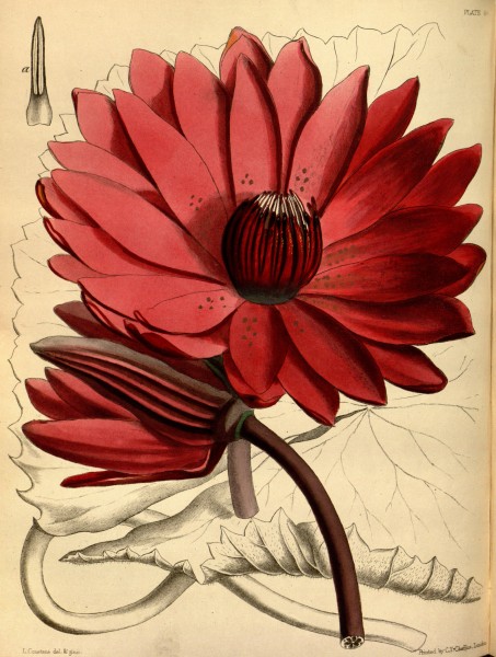 Nymphaea lotus Paxton 98