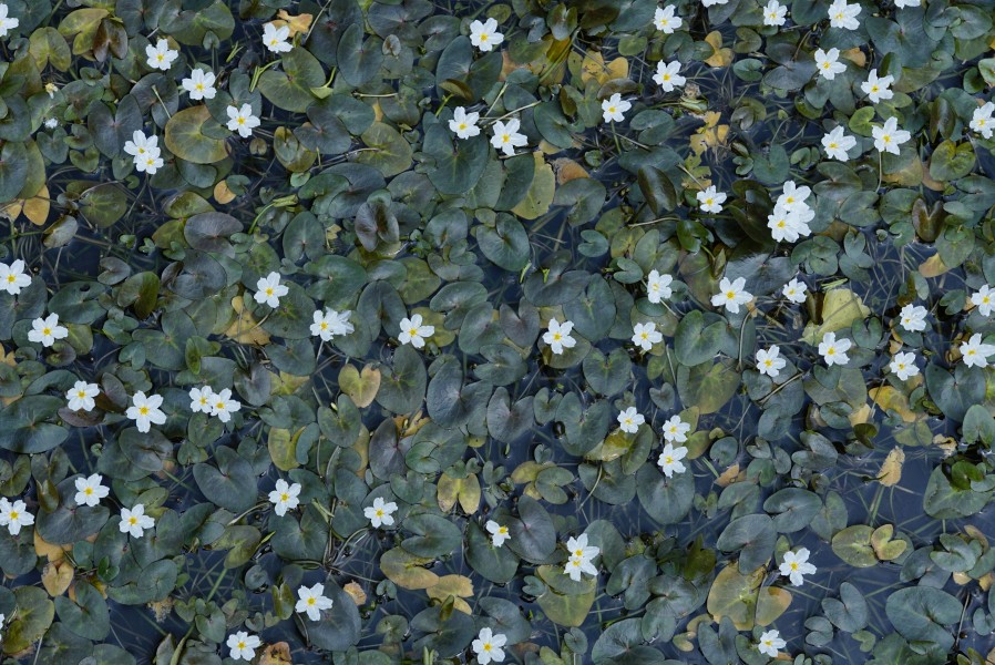 Nymphoides hydrophylla 7898
