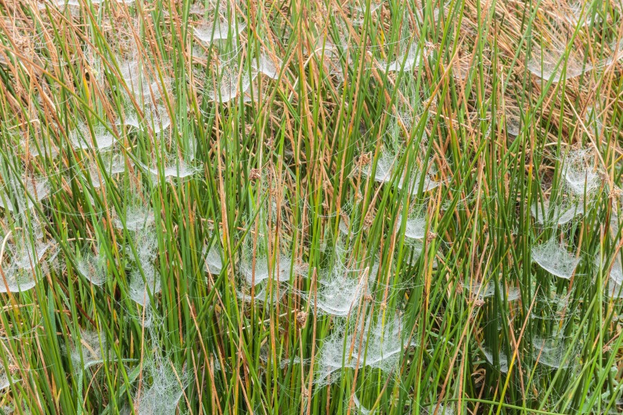 Ochtendmist hangt over 'It Wikelslân. Locatie, De Alde Feanen in Friesland 44