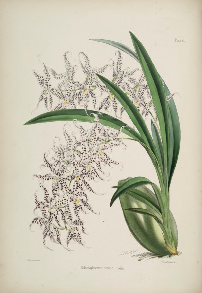 Odontoglossum naevium - Robert Warner - Select Orchidaceous Plants, first series, plate 7
