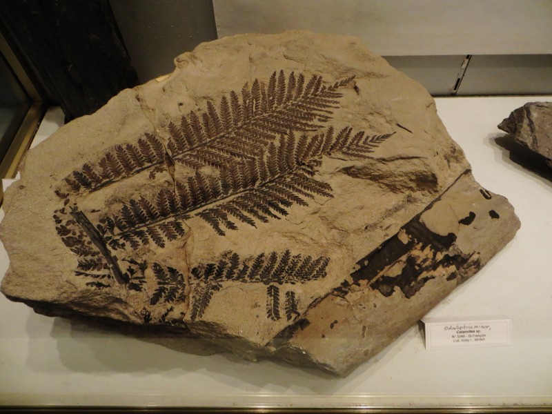 Odontopteris minor e8