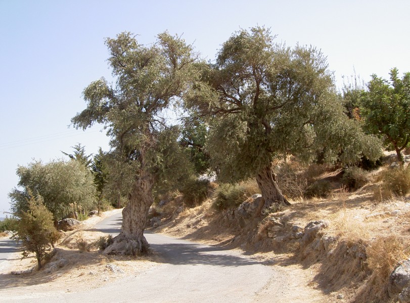 Olea europaea2
