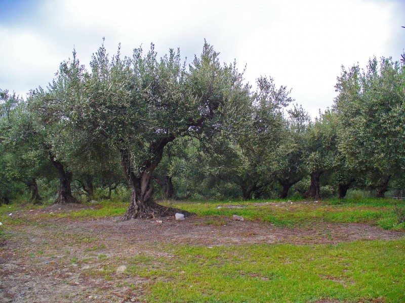 Olea europaea 002