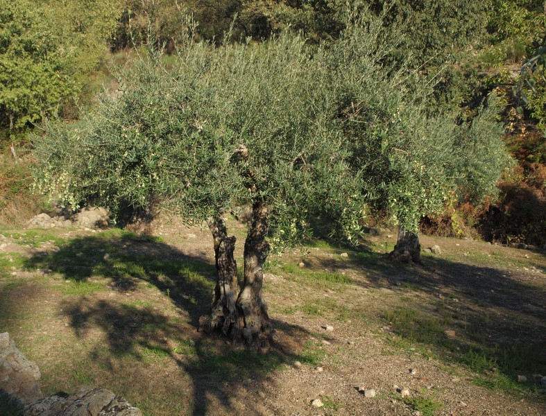 Olea europaea 20091017 2