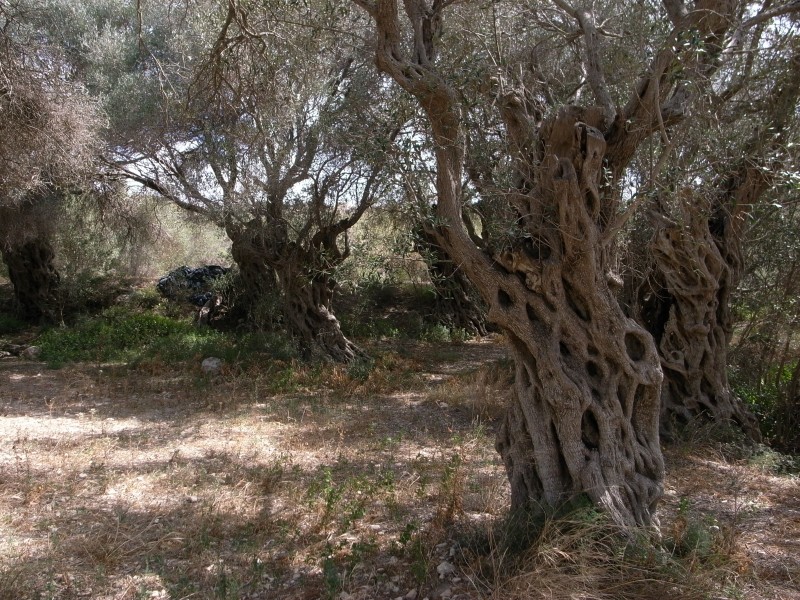 Olea europaea Grove Wardija Ridge Malta 08