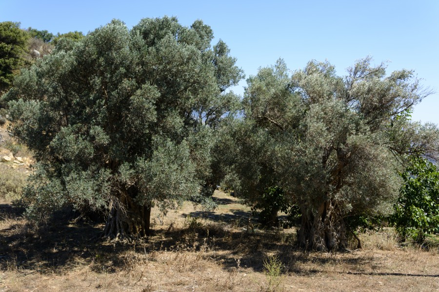 Olea europaea Thronos 01