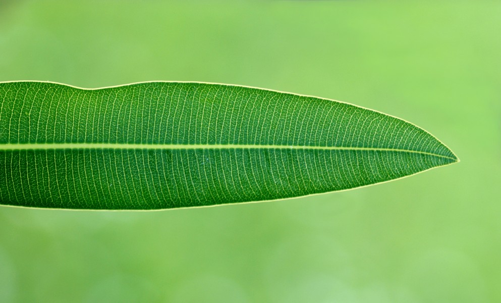 Oleander April 2011-3