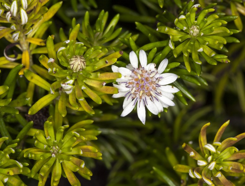 Olearia ballii (mountain daisy) (14240373994)