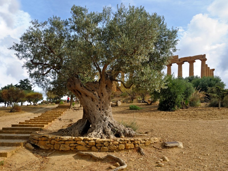 Olive in the Valley of the Temples. Agrigento