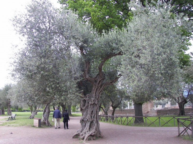 Olive tree in Villa Adriana