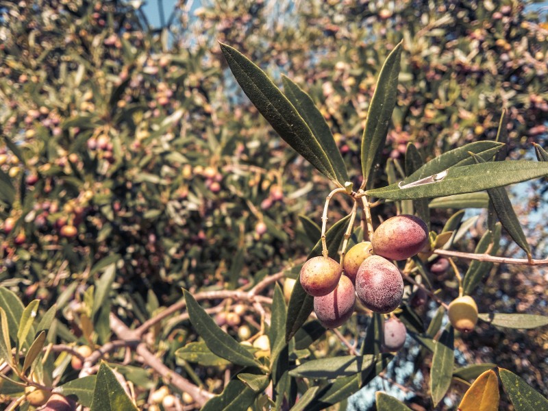 Olives branch