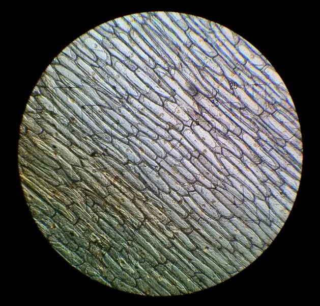 Onion cells under the light microscope