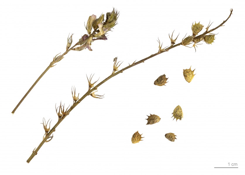 Onobrychis argentea MHNT.BOT.2011.18.11