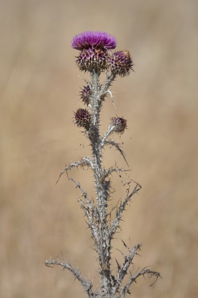 Onopordum illyricum near Holbrook NSW Australia
