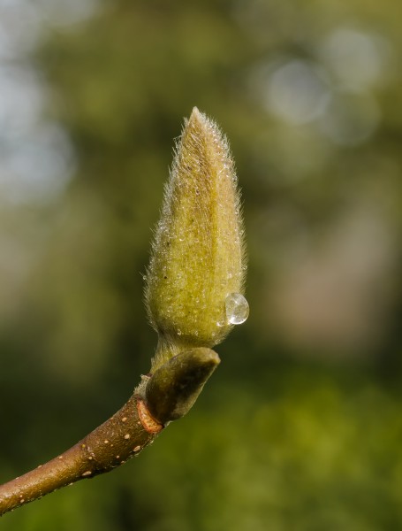 Ontdooiende beijzelde bloemknop van Magnolia. Locatie, Tuinreservaat Jonkervallei 02