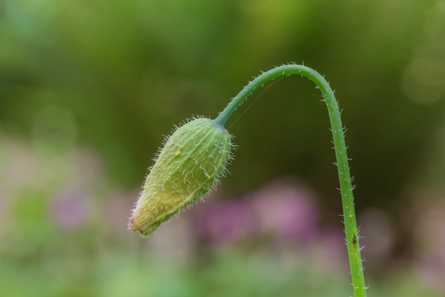 Ontluikende bloemknop van schijnpapaver (Meconopsis cambrica). Vaste plant. Zaait zichzelf uit. Locatie, Tuinreservaat Jonkervallei 02