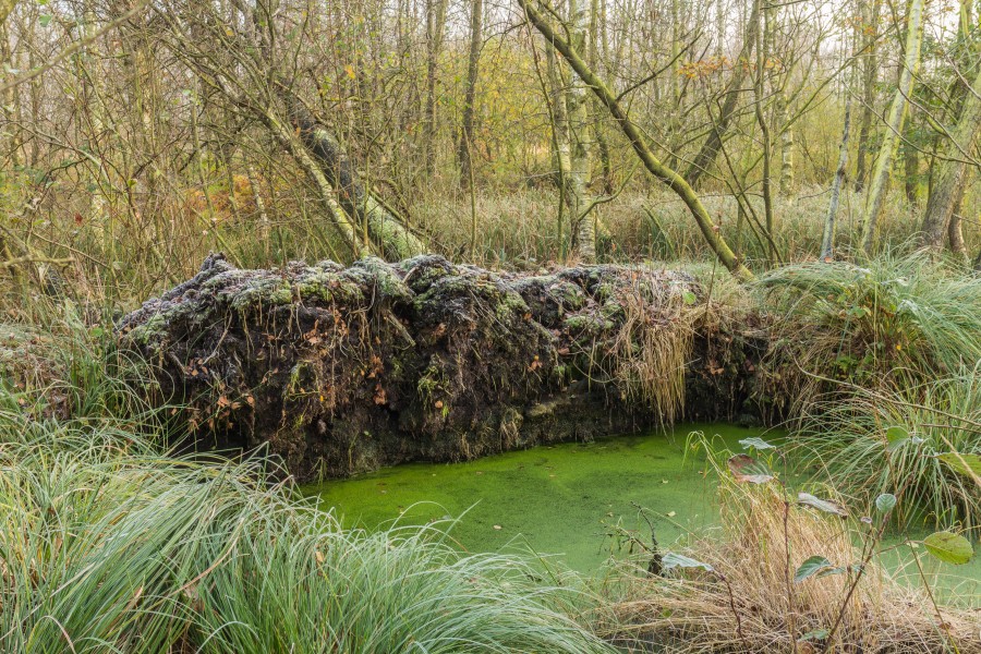 Ontwortelde met rijp bedekte els (Alnus) en berk (Betula) ('It Wikelslân). Locatie, De Alde Feanen in Friesland