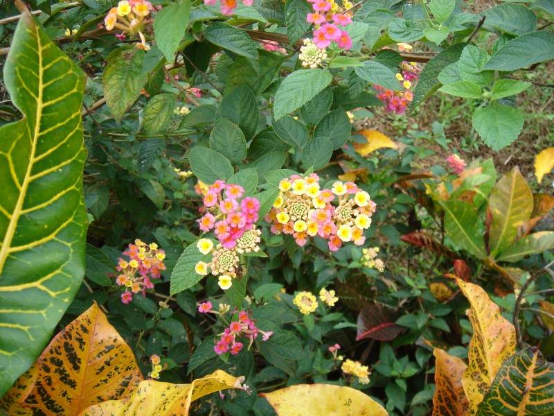 Ooshimizu3