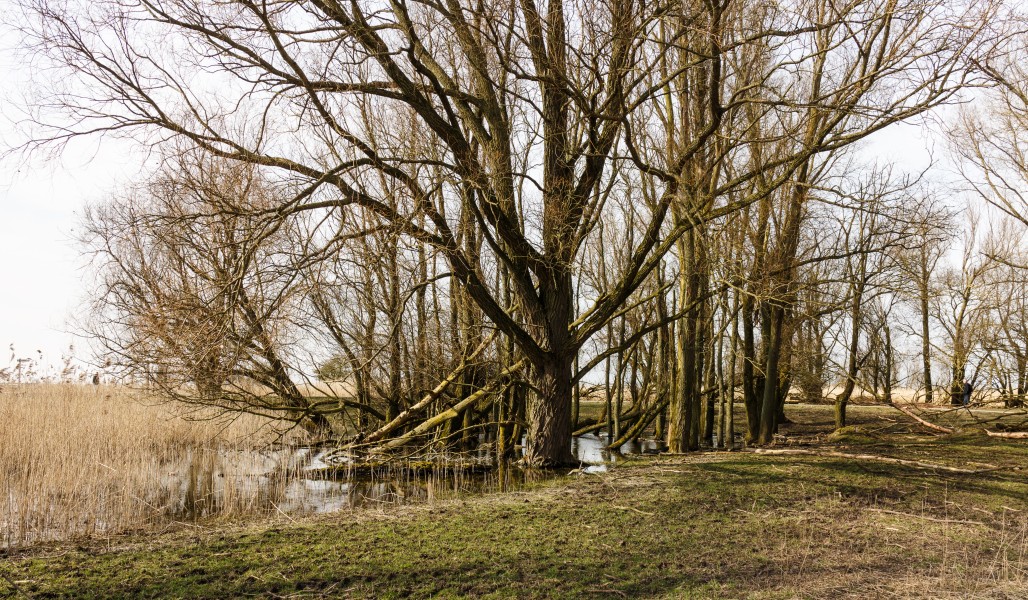 Oostvaardersplassen. Nieuwe natuur op de bodem van de voormalige Zuiderzee 24