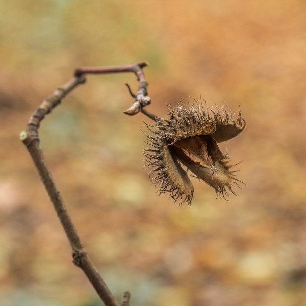 Opengebarsten vrucht van beuk (Fagus sylvatica) (d.j.b.) 01