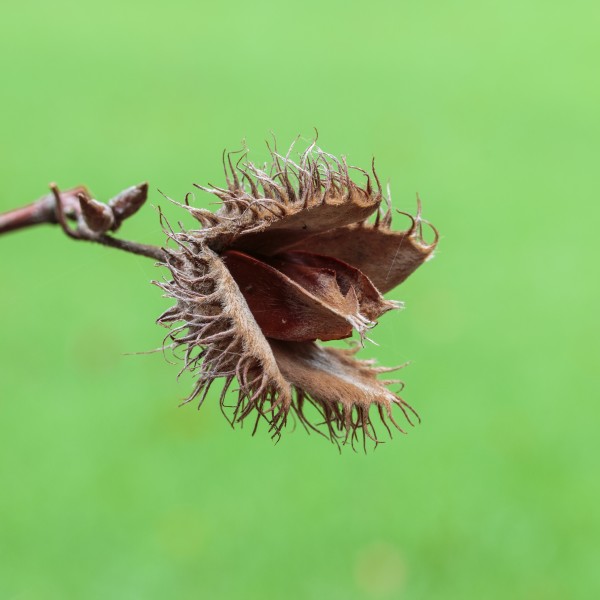 Opengebarsten vrucht van beuk (Fagus sylvatica) (d.j.b.) 04