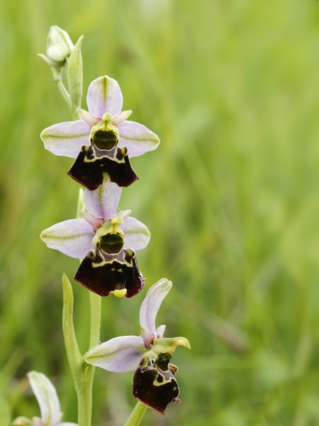 Ophrys fuciflora (plant)