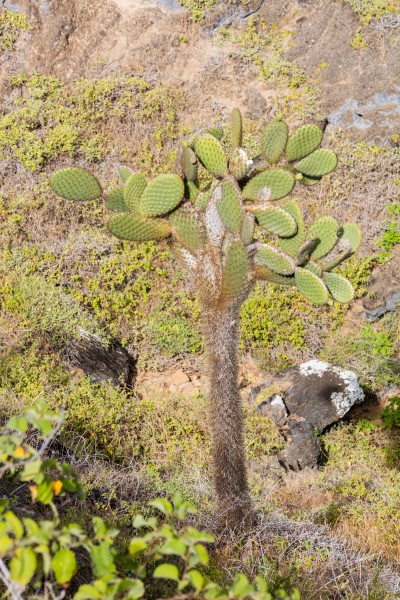 Opuntia echios, Punta Pitt, isla de San Cristóbal, islas Galápagos, Ecuador, 2015-07-24, DD 21