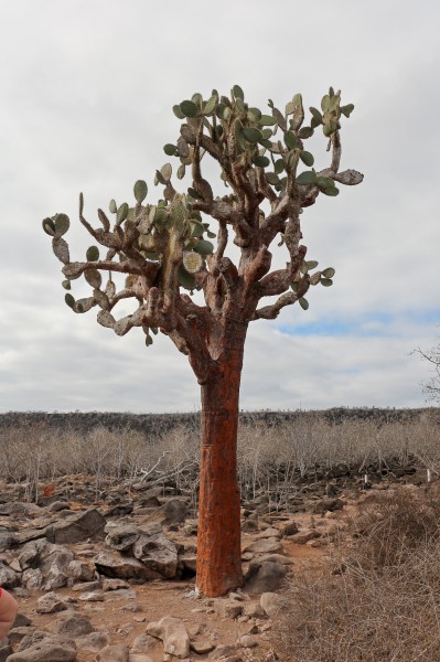 Opuntia echios, Santa Fe Island 02